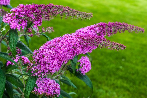Cost of Butterfly Bush Removal in Newport Beach
