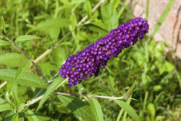 Cost of Butterfly Bush Pruning in Newport Beach