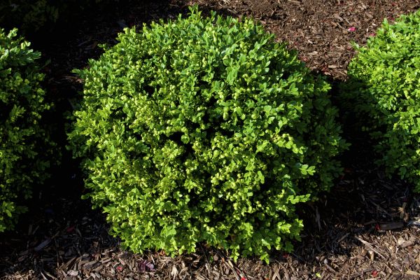 Cost of Boxwood Removal in Newport Beach