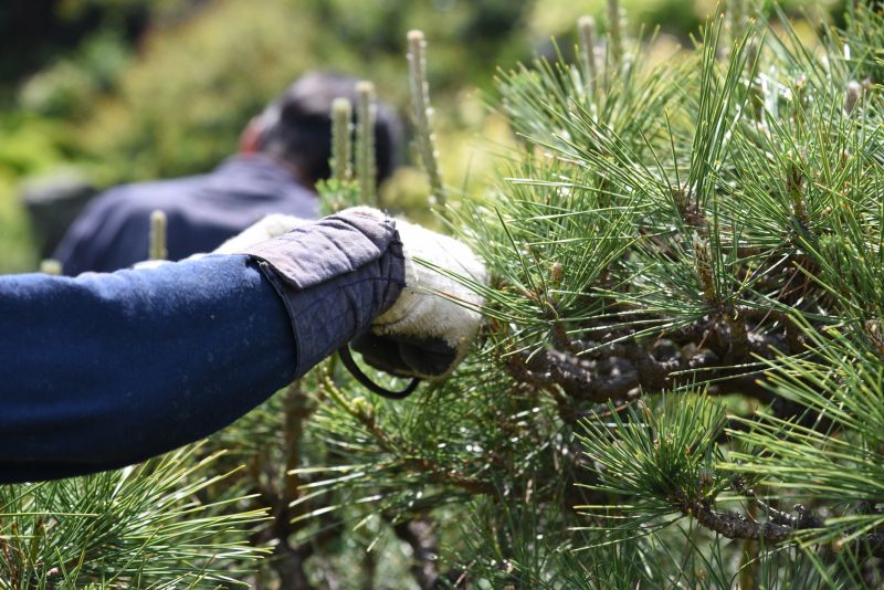 Juniper Trimming